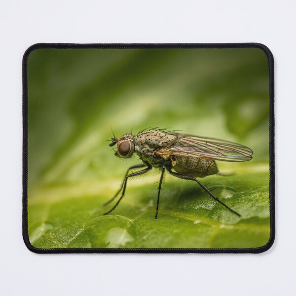 Item preview, After the Rain — Fly Macro Portrait on Wet Leaf designed and sold by Rabee Khalil Photography.
