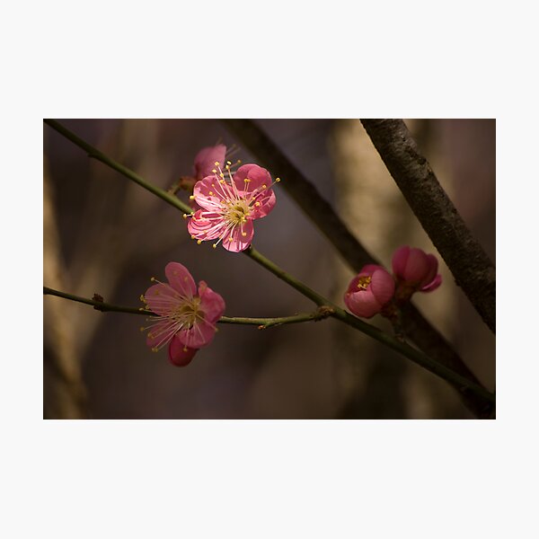 Item preview, Canberra Blossoms 4 designed and sold by fab2can.