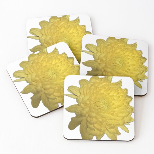Item preview, Vibrant Yellow Chrysanthemum Bloom Isolated on White designed and sold by BalkanBloom.
