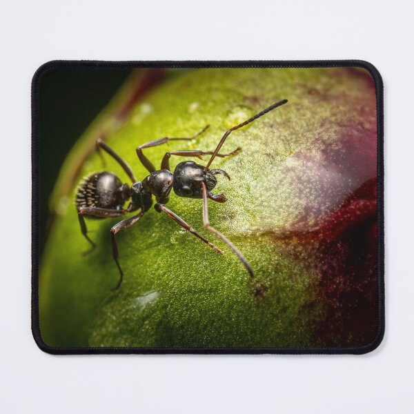 Item preview, The Guardian — Black Ant on a Peony Bud designed and sold by Rabee Khalil Photography.