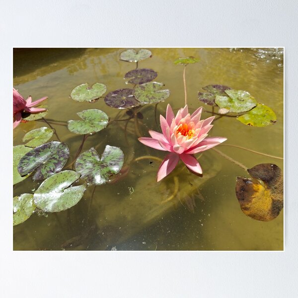 Item preview, Water lilies blooming in a stream in nature designed and sold by yeshayad.