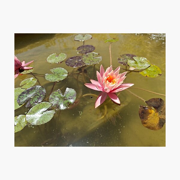 Item preview, Water lilies blooming in a stream in nature designed and sold by yeshayad.