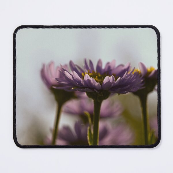 Item preview, Asters soft edit warm temp designed and sold by Cblifeisgood.