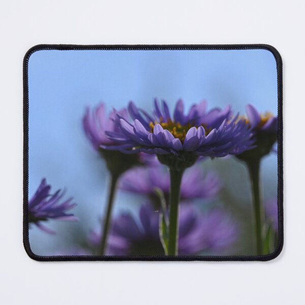 Item preview, Asters cool temp, soft focus  designed and sold by Cblifeisgood.