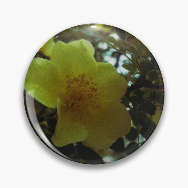 Item preview, canary bird rose bush on a sunny spring day (glasgow, scotland) (may 2026) designed and sold by photosbykel.