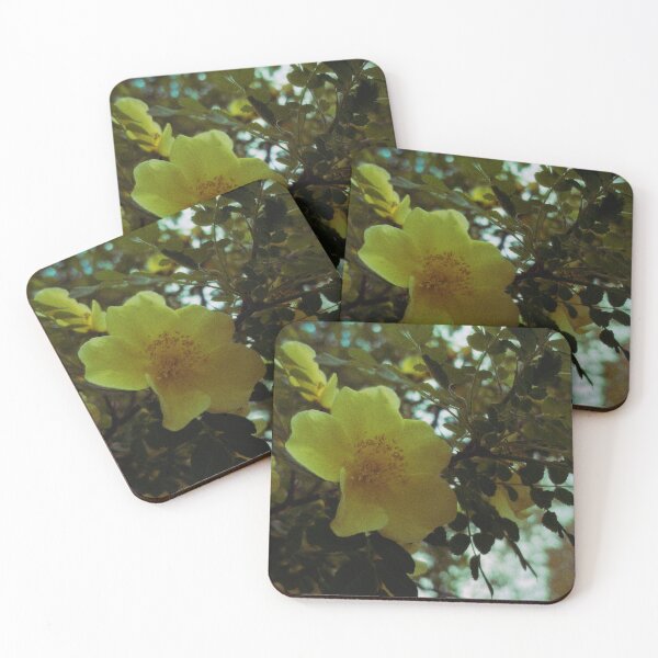 Item preview, canary bird rose bush on a sunny spring day (glasgow, scotland) (may 2026) designed and sold by photosbykel.