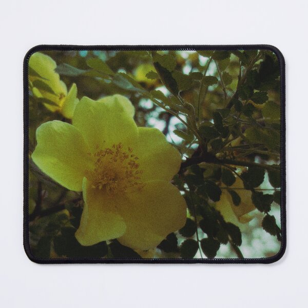 Item preview, canary bird rose bush on a sunny spring day (glasgow, scotland) (may 2026) designed and sold by photosbykel.