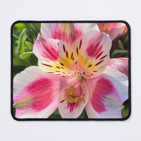 Item preview, Pink and White Alstroemeria Floral Photography Print designed and sold by Be Captured by Brittany Emma.