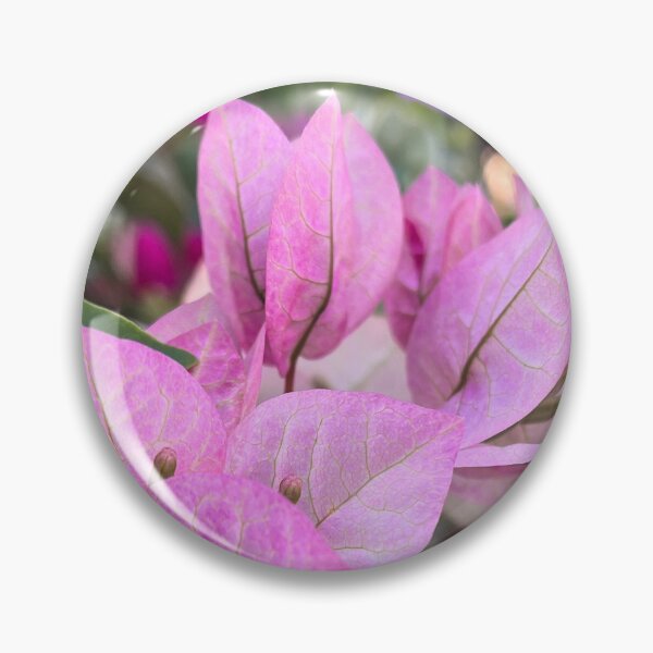 Aperçu de l'œuvre Photographie botanique de bougainvillée rose pâle créée et vendue par Be Captured by Brittany Emma.