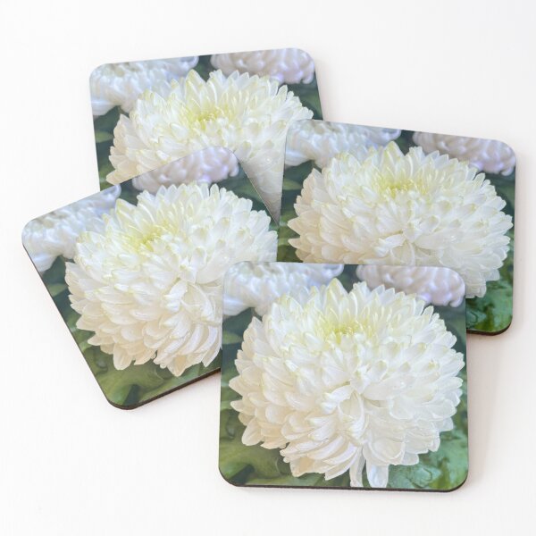 Item preview, White Chrysanthemum Flower with Dew Drops Photography Print designed and sold by Be Captured by Brittany Emma.