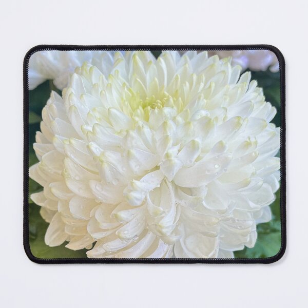 Item preview, White Chrysanthemum Flower with Dew Drops Photography Print designed and sold by Be Captured by Brittany Emma.