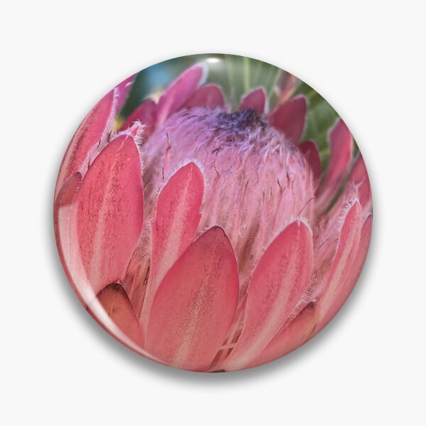 Item preview, Pink Protea Native Floral Photography Print designed and sold by Be Captured by Brittany Emma.