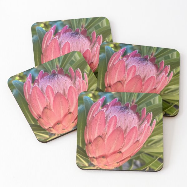 Item preview, Pink Protea Native Floral Photography Print designed and sold by Be Captured by Brittany Emma.