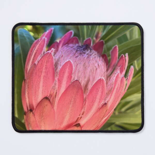 Item preview, Pink Protea Native Floral Photography Print designed and sold by Be Captured by Brittany Emma.