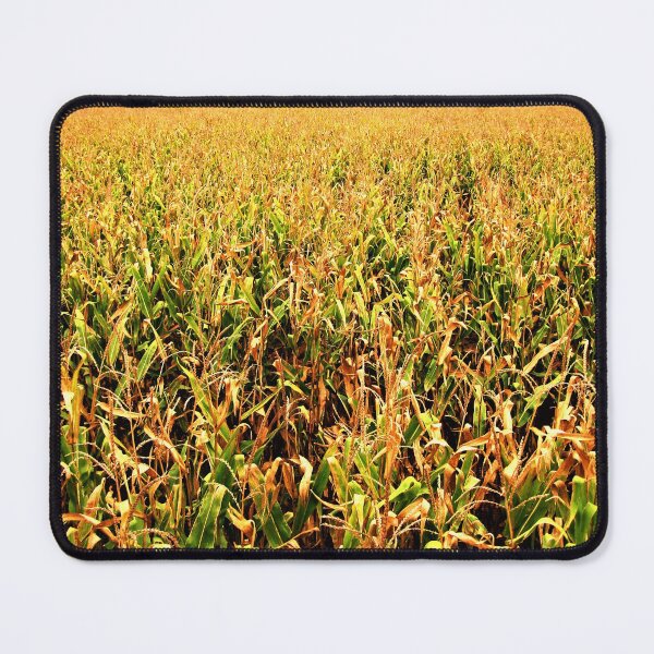 Item preview, Corn in Northern Illinois at Harvest Time in Autumn designed and sold by hec60504.