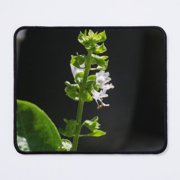 Item preview, Basil Flowers designed and sold by ROSE ANN BANILAR.