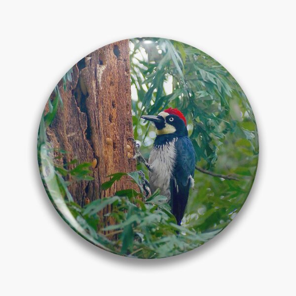 Item preview, Acorn Woodpecker on Tree Bark  designed and sold by sky earth human.
