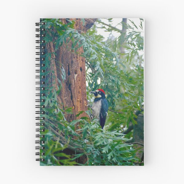 Item preview, Acorn Woodpecker on Tree Bark  designed and sold by sky earth human.