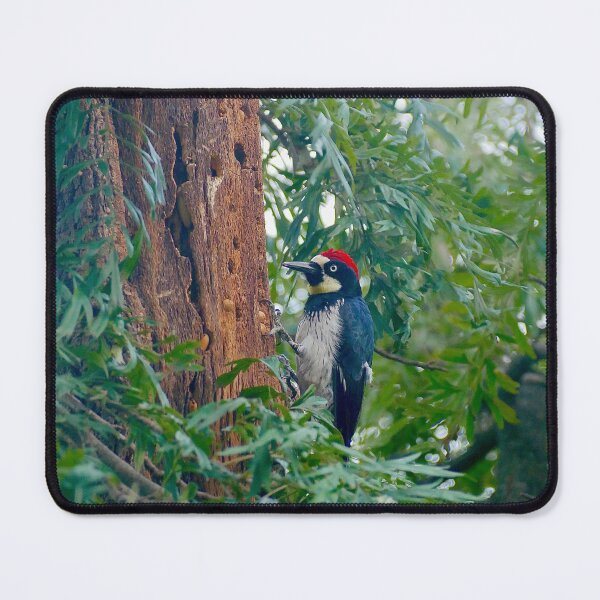 Item preview, Acorn Woodpecker on Tree Bark  designed and sold by sky earth human.