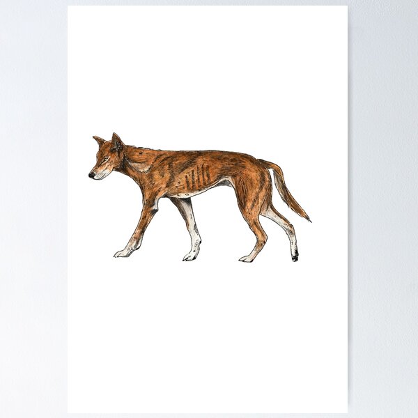 Item preview, Dingo designed and sold by ArtFromLucy.