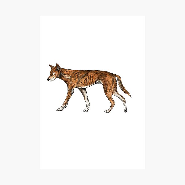 Item preview, Dingo designed and sold by ArtFromLucy.