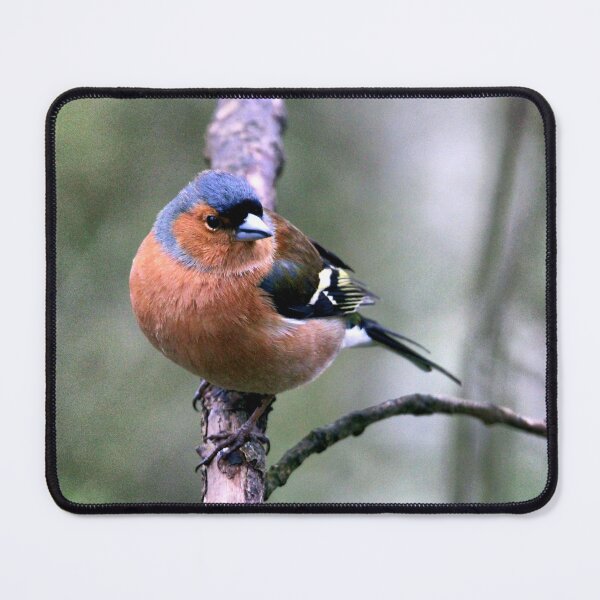 Item preview, chaffinch designed and sold by KathleenDawson.