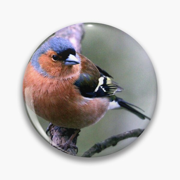 Item preview, chaffinch designed and sold by KathleenDawson.
