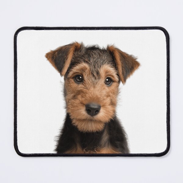 Item preview, Adorable Welsh Terrier pup for Cute Welshie puppy lovers designed and sold by LazyOwlStore.
