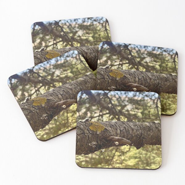 Item preview, Healing Cbc News Forest Tones designed and sold by Tonigard.