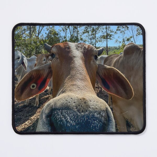 Item preview, Portrait of a brahman cow designed and sold by Penny Kittel.