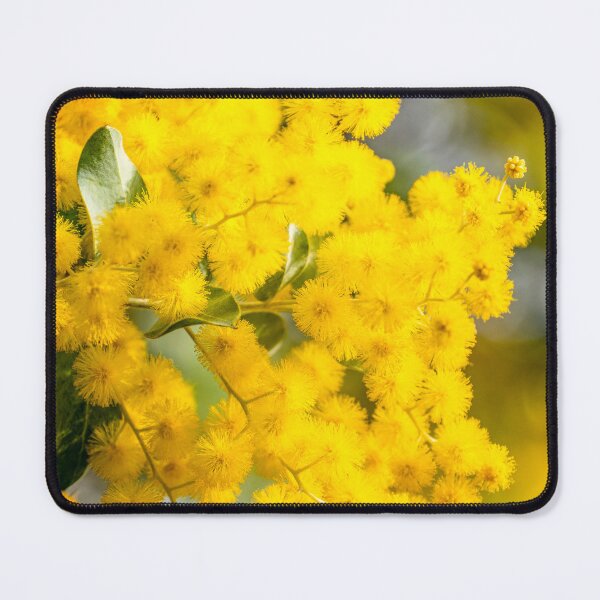 Item preview, Golden Wattle Blossom – Australian National Floral Emblem – Botanical Nature Art (Acacia Pycnantha) designed and sold by Ross.A.Campbell.