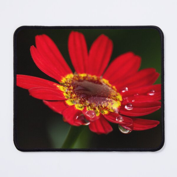 Item preview, Red blooming chrysanthema flower with rain dew on petals on green background designed and sold by TanalyFlowers.