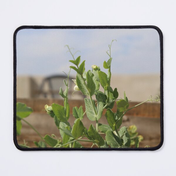 Item preview, Pea Plant Flower Growth in Natural Light designed and sold by diabphotography.