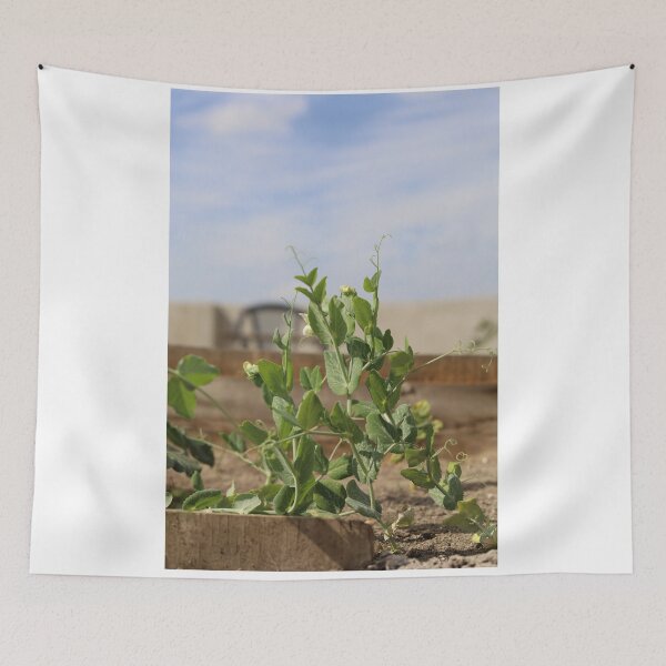 Item preview, Pea Plant Flower Growth in Natural Light designed and sold by diabshoots.