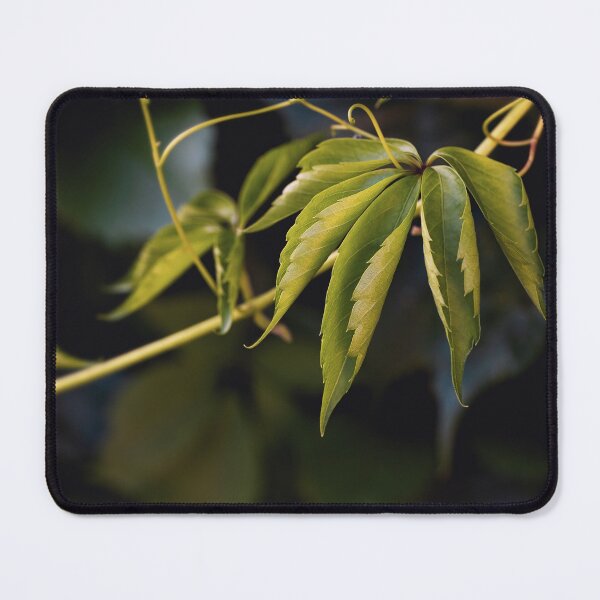 Item preview, Green grape leaves on dark background designed and sold by TanalyFlowers.