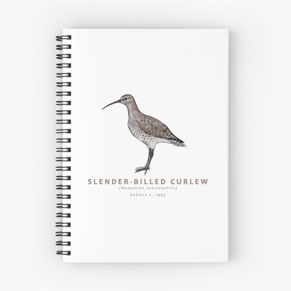 Item preview, Slender-billed Curlew designed and sold by Haliaeetus.