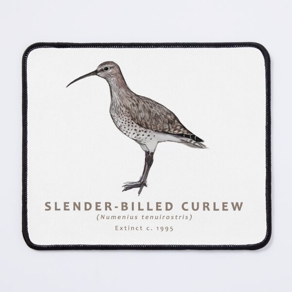 Item preview, Slender-billed Curlew designed and sold by Haliaeetus.