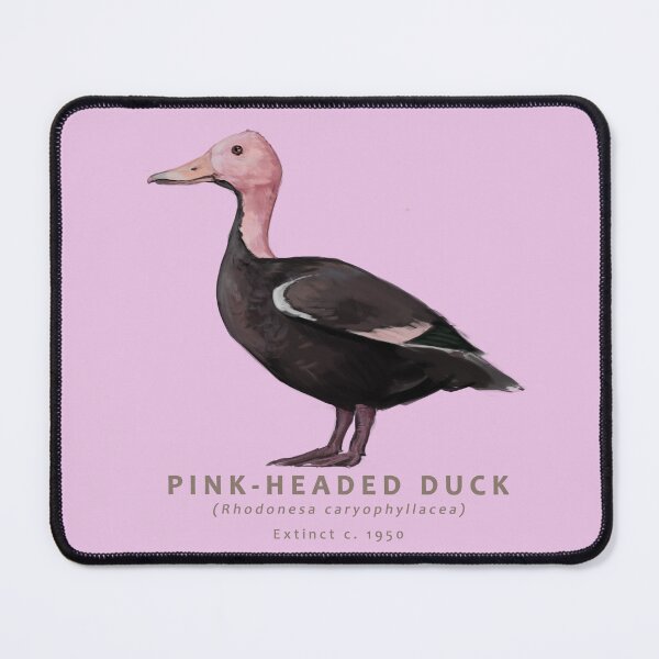 Item preview, Pink-headed Duck designed and sold by Haliaeetus.