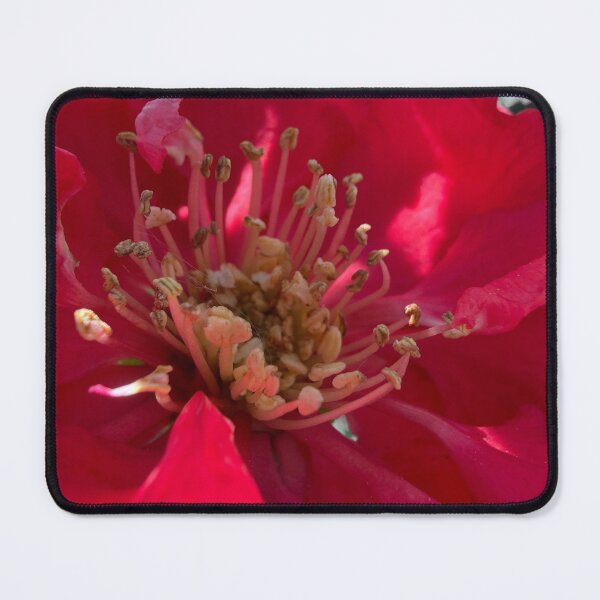 Item preview, Quince designed and sold by Betsy Phillips.