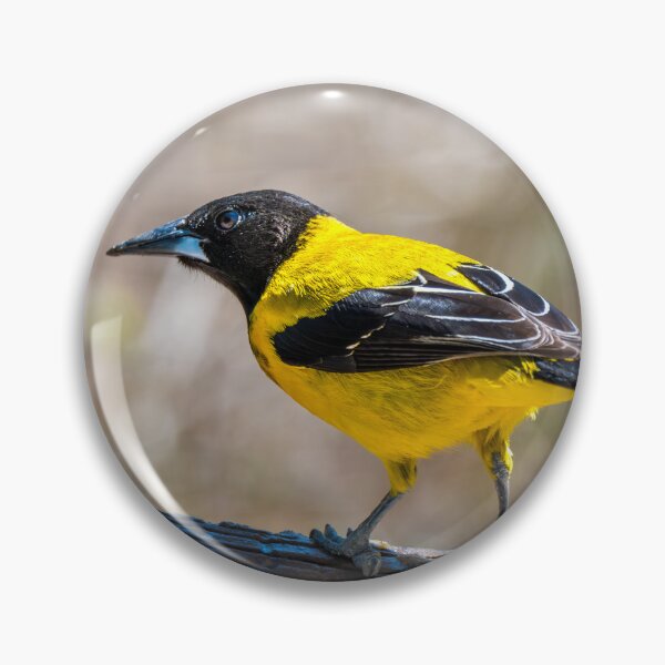 Artikelvorschau, Audubons Oriole Mission Texas entworfen und verkauft von Debra Martz.