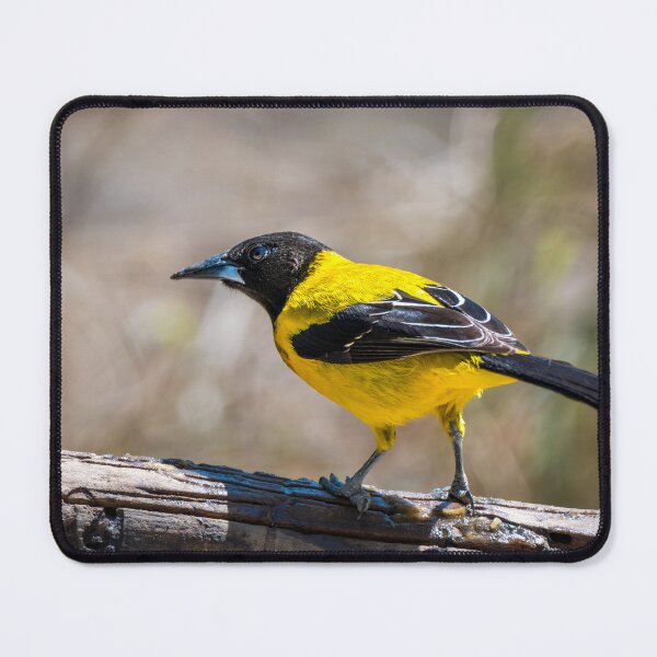 Item preview, Audubon's Oriole Mission Texas designed and sold by Debra Martz.