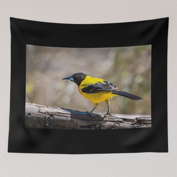Item preview, Audubon's Oriole Mission Texas designed and sold by Debra Martz.