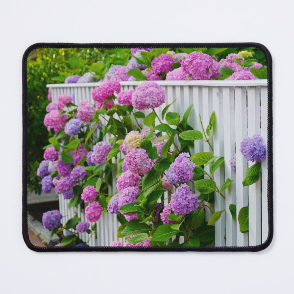 Item preview, Hydrangeas of Edgartown II - Ombre Blooms Against a White Fence designed and sold by Loveisthebtwd.