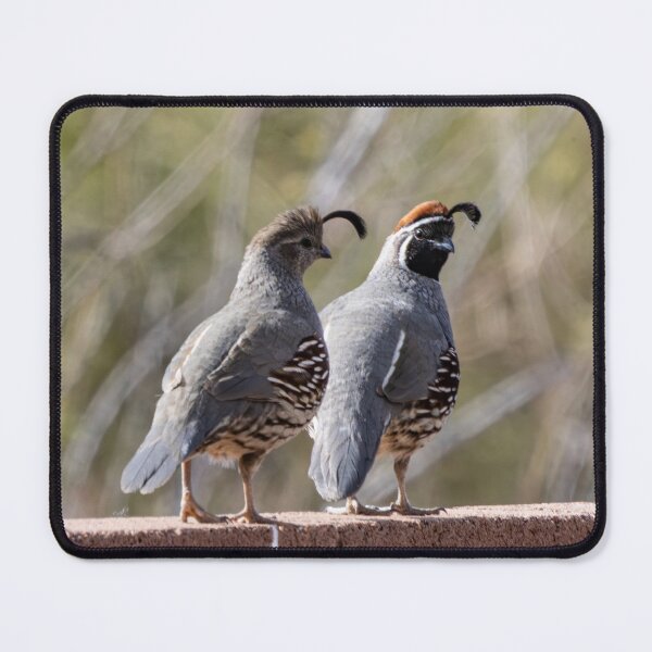 Item preview, Two quails on a morning walk designed and sold by SchelzHorizons.