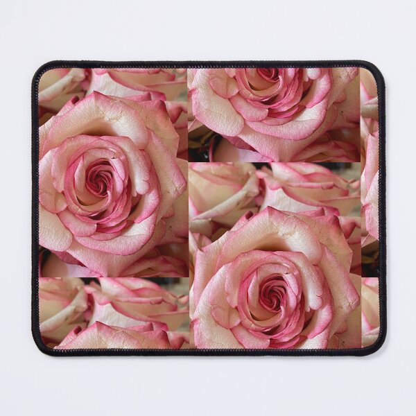 Item preview, Elegant Pink-Edged Cream Rose in Bloom designed and sold by BalkanBloom.