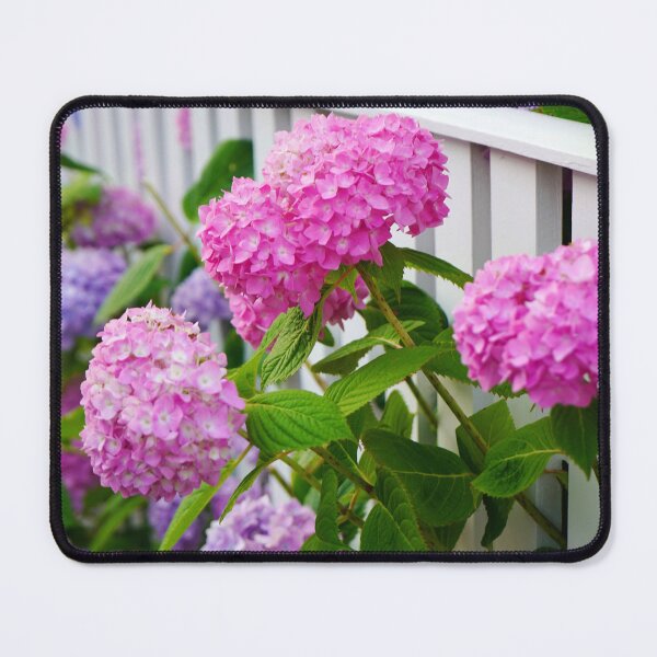 Item preview, Hydrangeas of Edgartown III - Pink & Purple Ombre Blooms Against a White Fence designed and sold by Loveisthebtwd.
