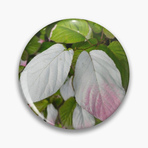 Item preview, Tricolor kiwi vine variegated leaf designed and sold by Kainicram.