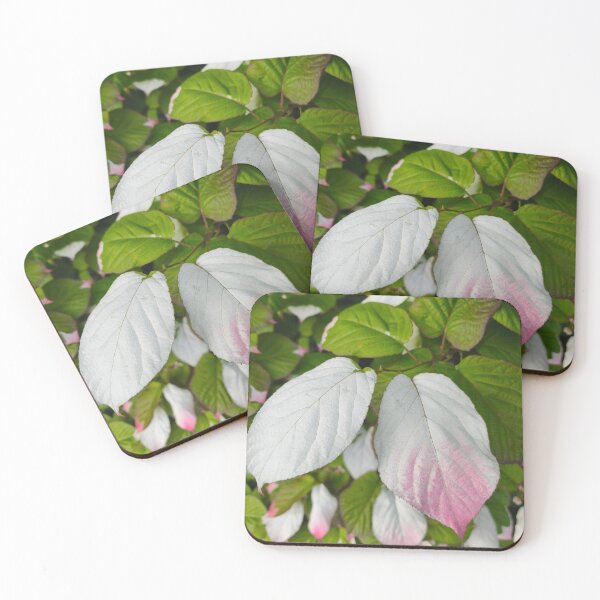 Item preview, Tricolor kiwi vine variegated leaf designed and sold by Kainicram.