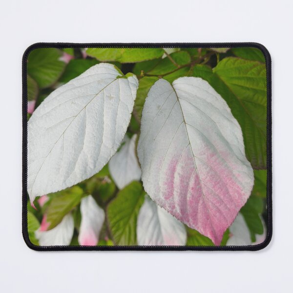 Item preview, Tricolor kiwi vine variegated leaf designed and sold by Kainicram.
