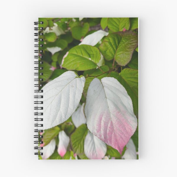 Item preview, Tricolor kiwi vine variegated leaf designed and sold by Kainicram.